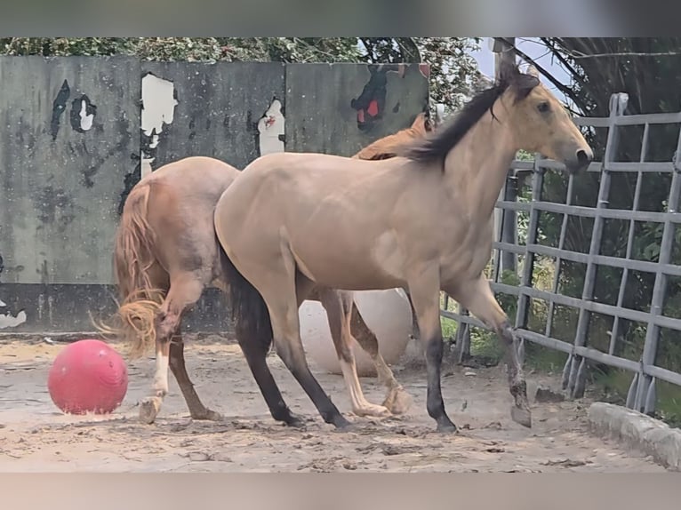 American Quarter Horse Hengst 2 Jaar 158 cm Buckskin in Langenbach