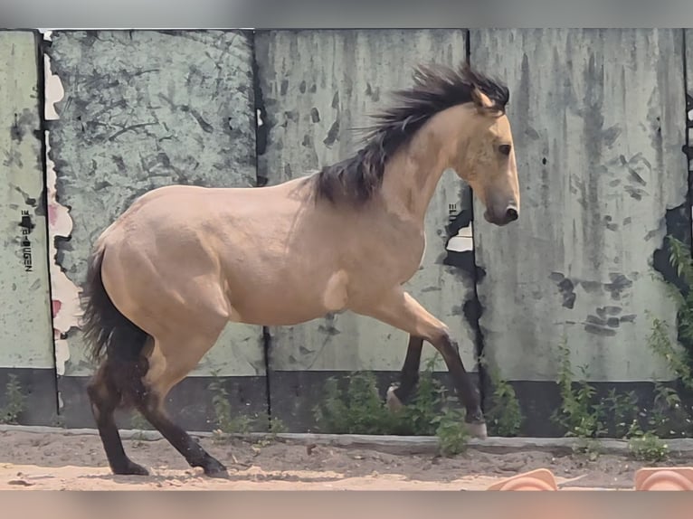 American Quarter Horse Hengst 2 Jaar 158 cm Buckskin in Langenbach