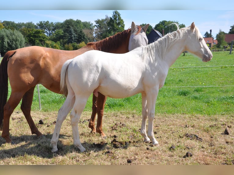 American Quarter Horse Hengst 2 Jaar 158 cm Champagne in Bückeburg Evesen
