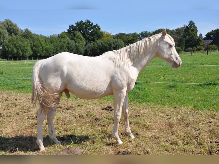 American Quarter Horse Hengst 2 Jaar 158 cm Champagne in Bückeburg Evesen
