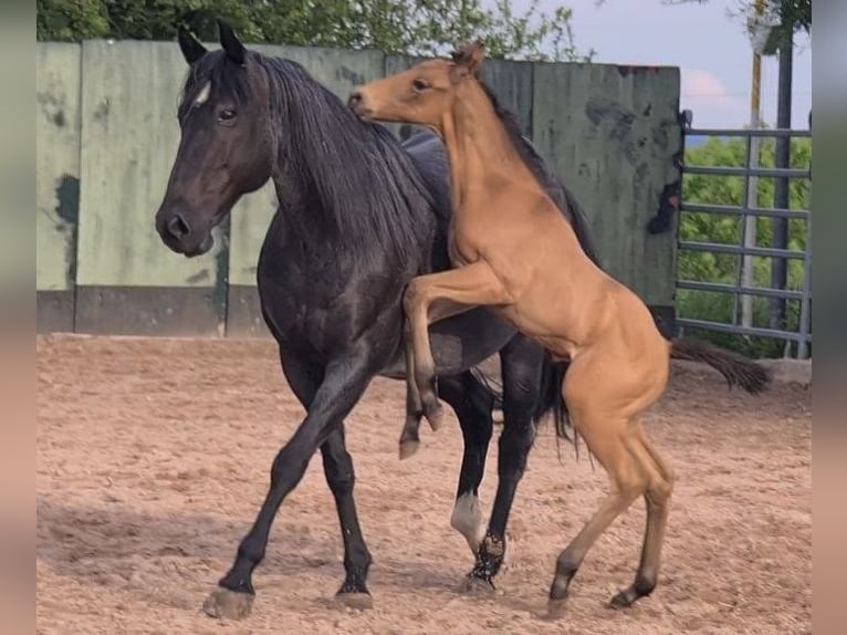 American Quarter Horse Hengst 2 Jaar 159 cm Buckskin in Langenbach