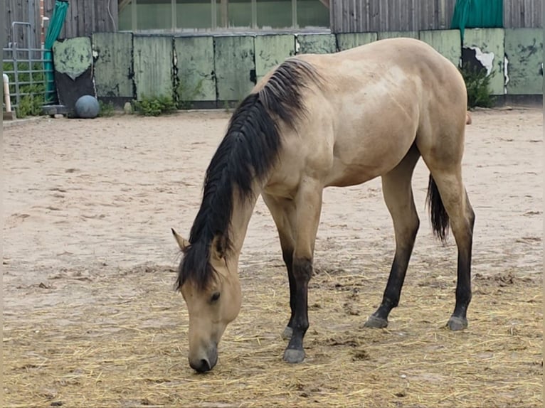 American Quarter Horse Hengst 2 Jaar 159 cm Buckskin in Langenbach