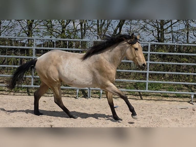 American Quarter Horse Hengst 2 Jaar 159 cm Buckskin in Langenbach