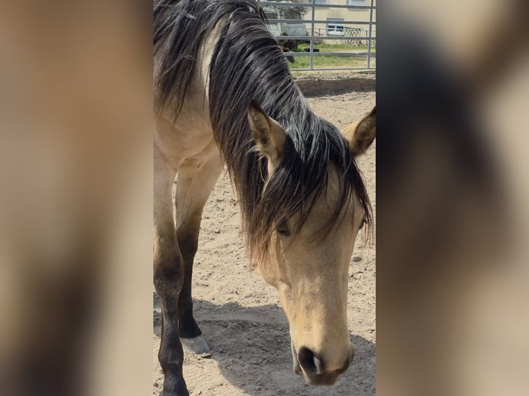 American Quarter Horse Hengst 2 Jaar 159 cm Buckskin in Langenbach