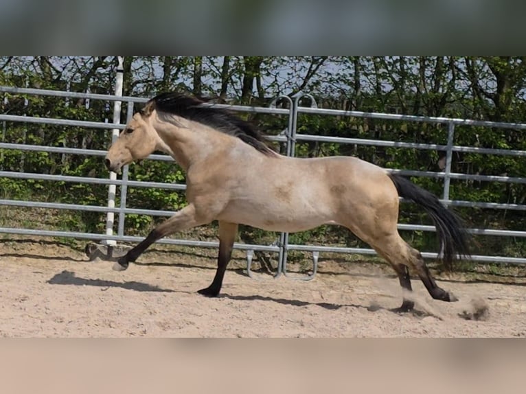 American Quarter Horse Hengst 2 Jaar 159 cm Buckskin in Langenbach