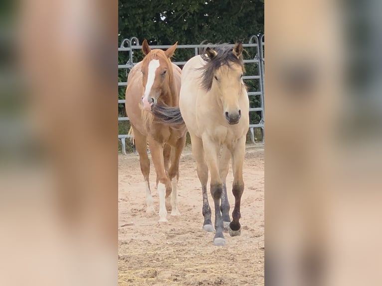 American Quarter Horse Hengst 2 Jaar 159 cm Buckskin in Langenbach