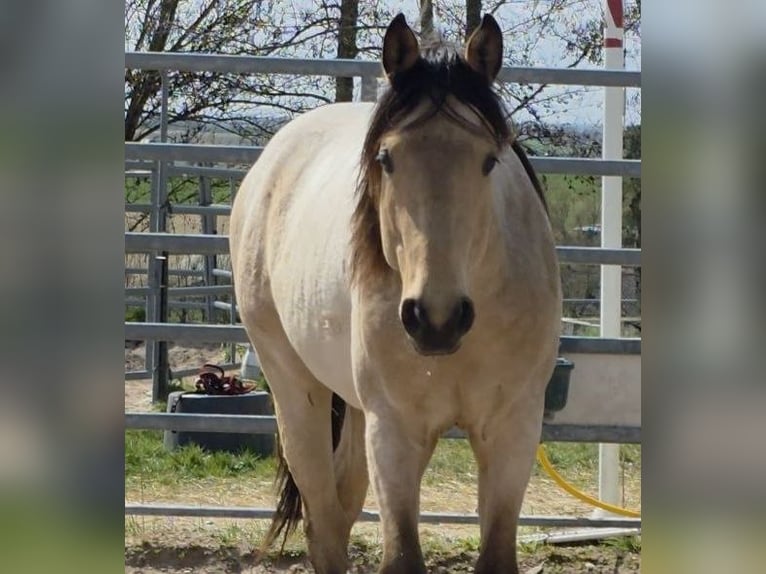 American Quarter Horse Hengst 2 Jaar 159 cm Buckskin in Langenbach