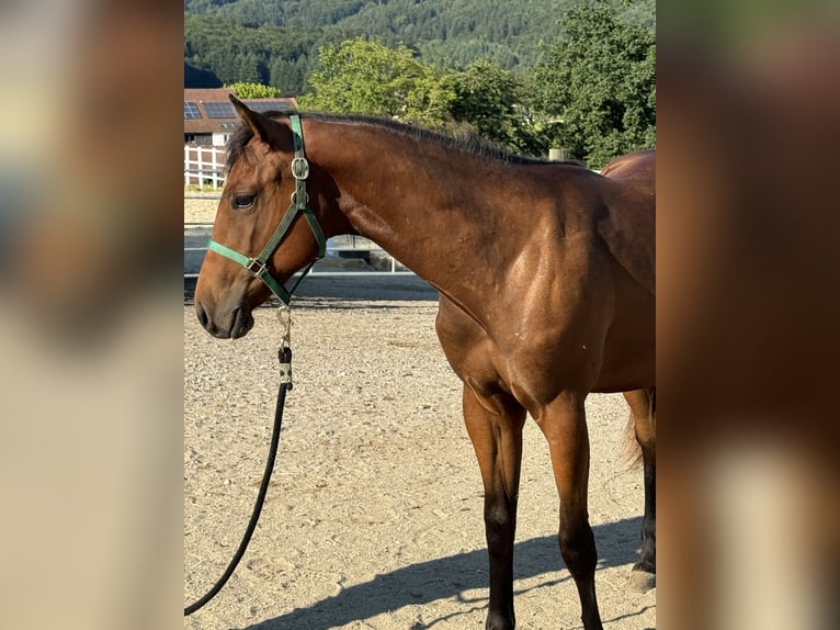 American Quarter Horse Hengst 2 Jaar 160 cm Donkerbruin in Loosdorf