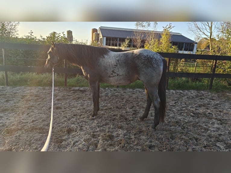 American Quarter Horse Hengst 2 Jaar 160 cm Roan-Blue in Everdingen