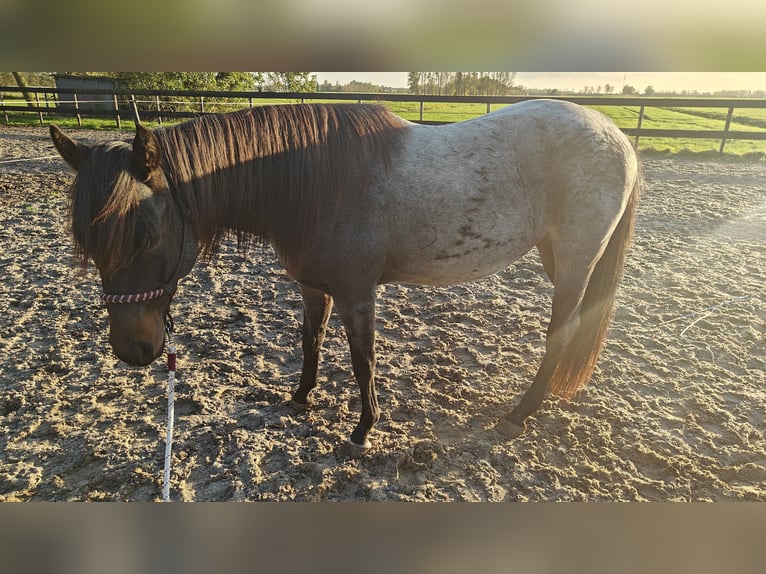 American Quarter Horse Hengst 2 Jaar 160 cm Roan-Blue in Everdingen