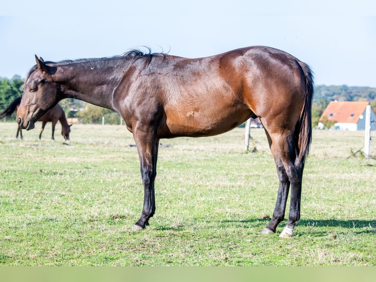 American Quarter Horse Hengst 2 Jaar 165 cm Bruin in Montigny Sur Avre