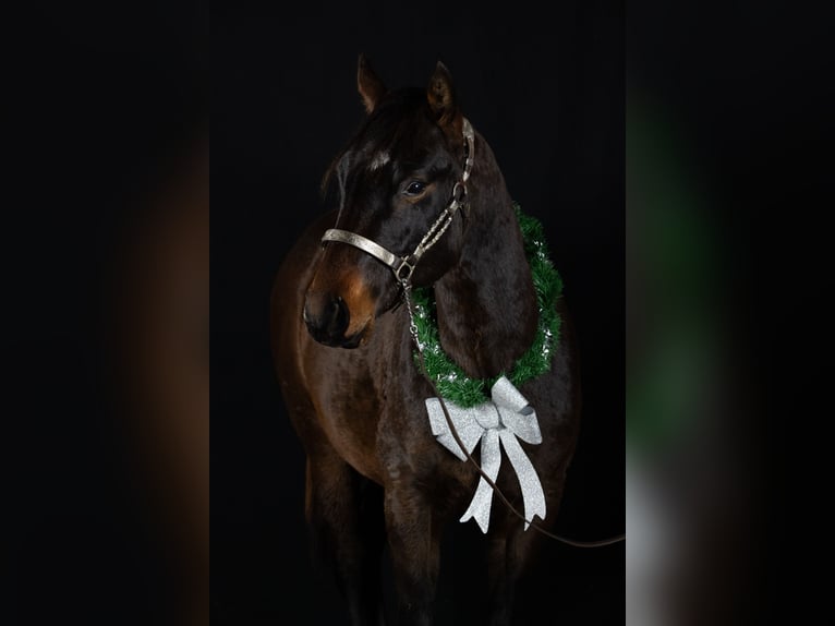 American Quarter Horse Hengst 2 Jaar 165 cm Bruin in Montigny Sur Avre