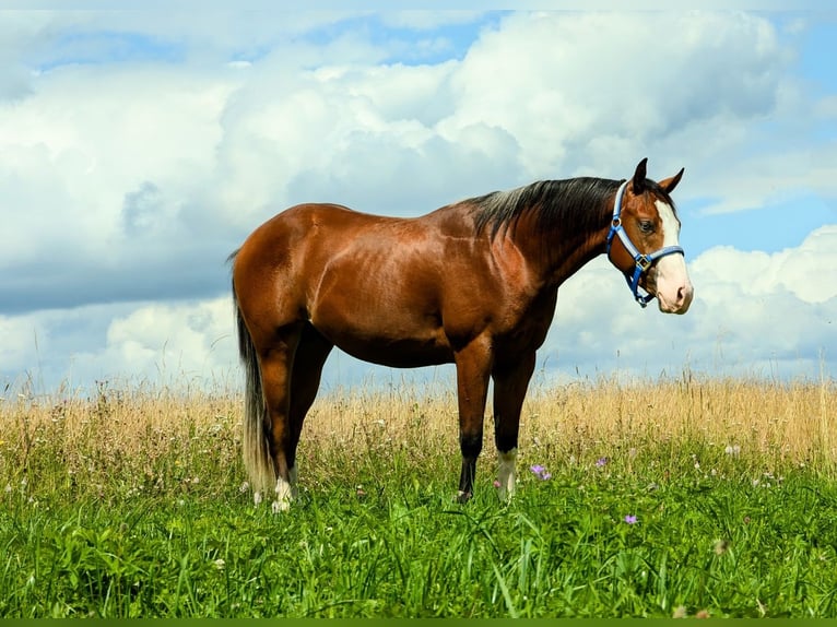 American Quarter Horse Hengst 2 Jaar Bruin in Bitz