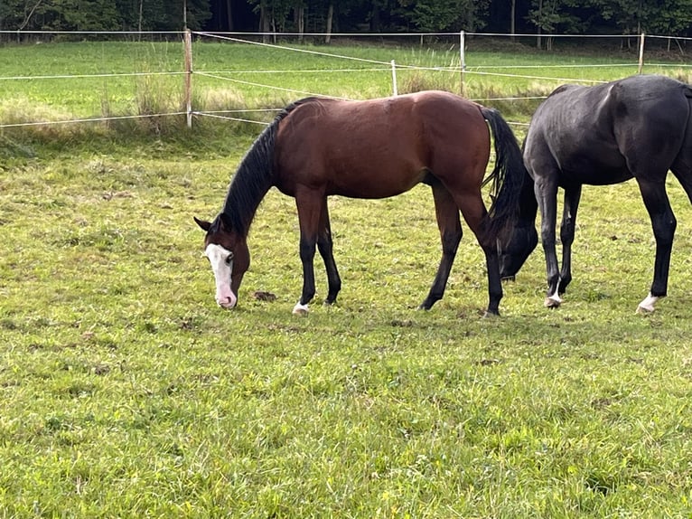 American Quarter Horse Hengst 2 Jaar Bruin in Kemnath