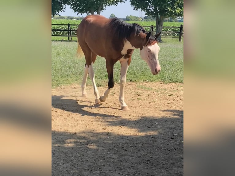 American Quarter Horse Hengst 2 Jaar Bruin in CASTEGNERO