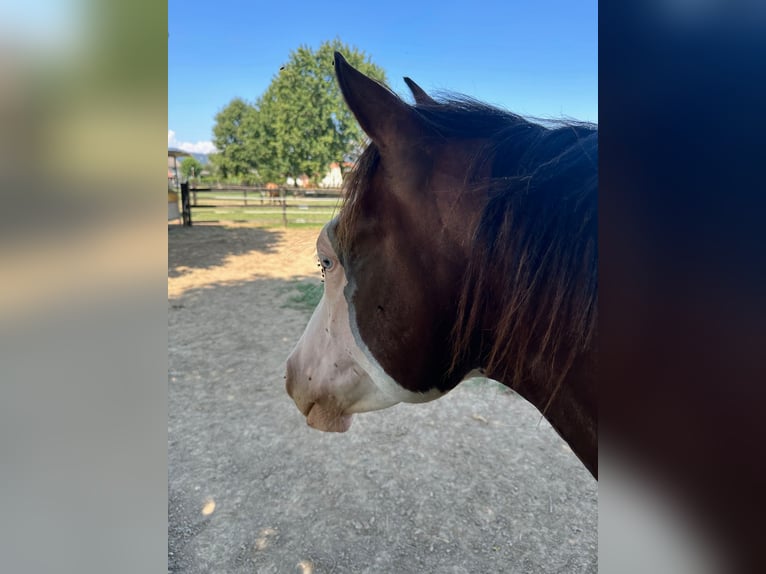 American Quarter Horse Hengst 2 Jaar Bruin in CASTEGNERO