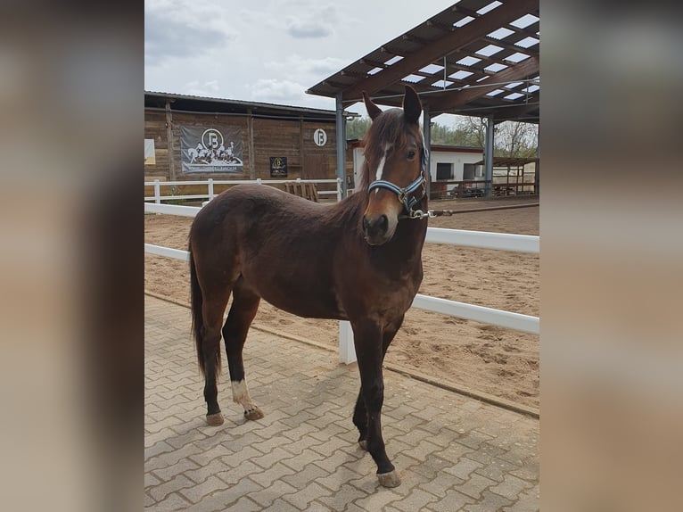 American Quarter Horse Hengst 2 Jaar Bruin in Hammersbach
