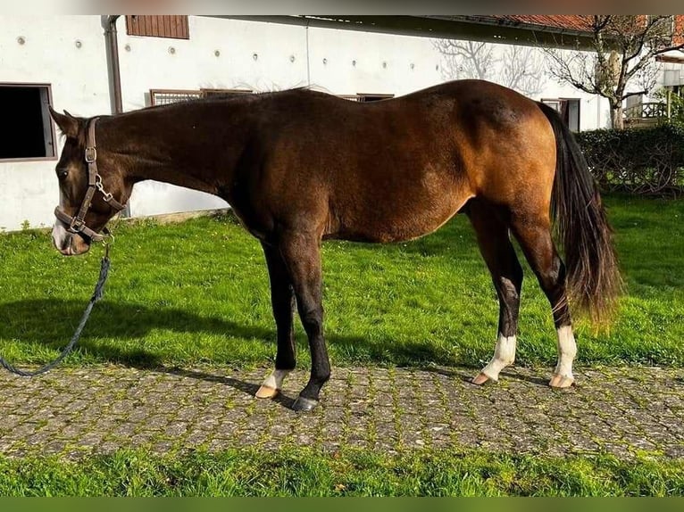 American Quarter Horse Hengst 2 Jaar Buckskin in Geestland