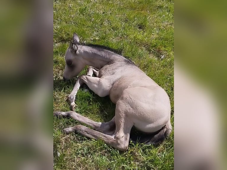 American Quarter Horse Hengst 2 Jaar Buckskin in Izsák