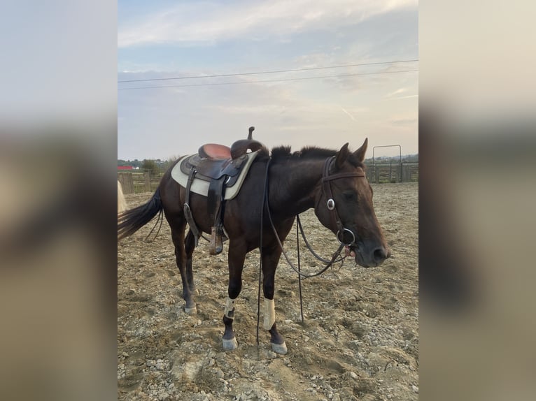 American Quarter Horse Hengst 2 Jaar Donkerbruin in Pavia