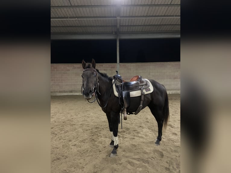 American Quarter Horse Hengst 2 Jaar Donkerbruin in Pavia