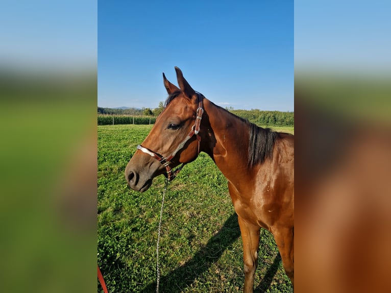 American Quarter Horse Hengst 2 Jaar Donkerbruin in Rheinfelden