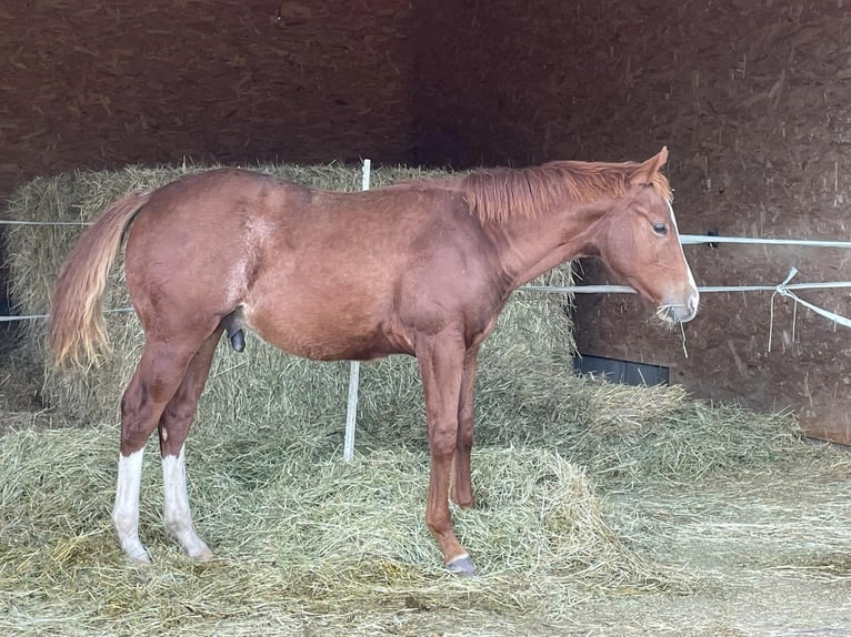 American Quarter Horse Hengst 2 Jaar Donkere-vos in Deggenhausertal