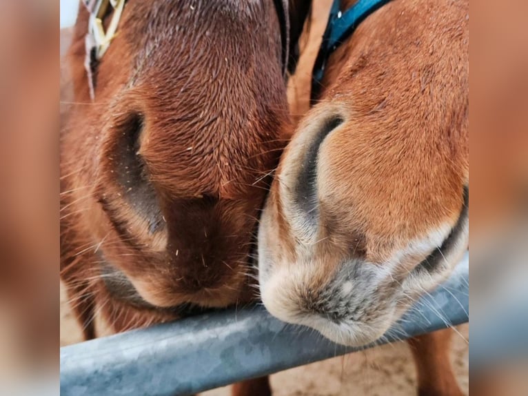 American Quarter Horse Hengst 2 Jaar Donkere-vos in Westermoor