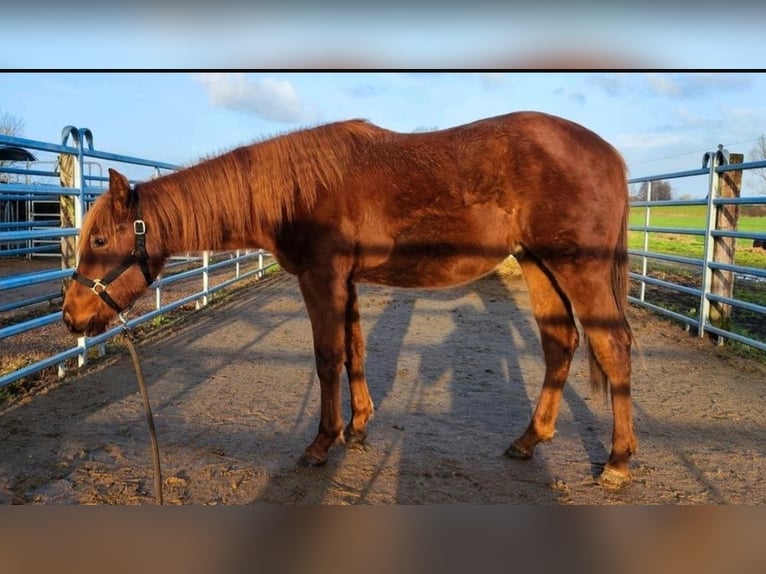 American Quarter Horse Hengst 2 Jaar Donkere-vos in Westermoor