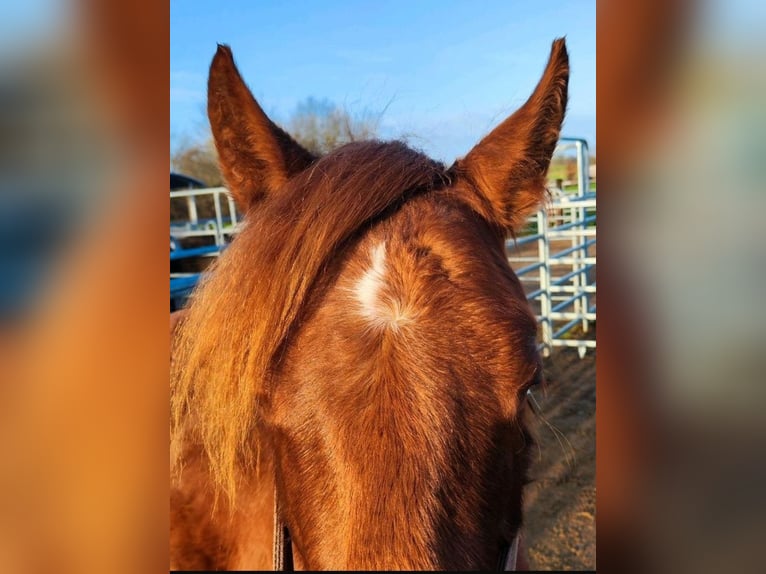 American Quarter Horse Hengst 2 Jaar Donkere-vos in Westermoor