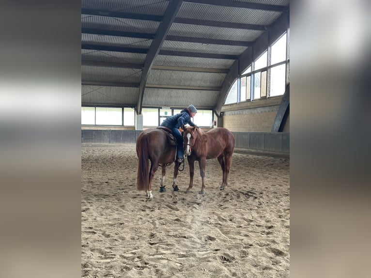 American Quarter Horse Hengst 2 Jaar Donkere-vos in München