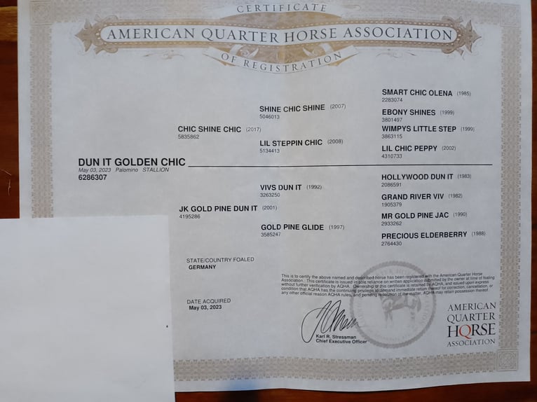 American Quarter Horse Hengst 2 Jaar Palomino in Bell