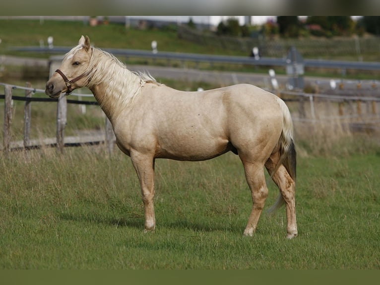 American Quarter Horse Hengst 2 Jaar Palomino in Bell