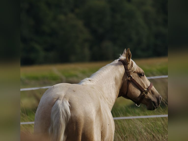 American Quarter Horse Hengst 2 Jaar Palomino in Bell
