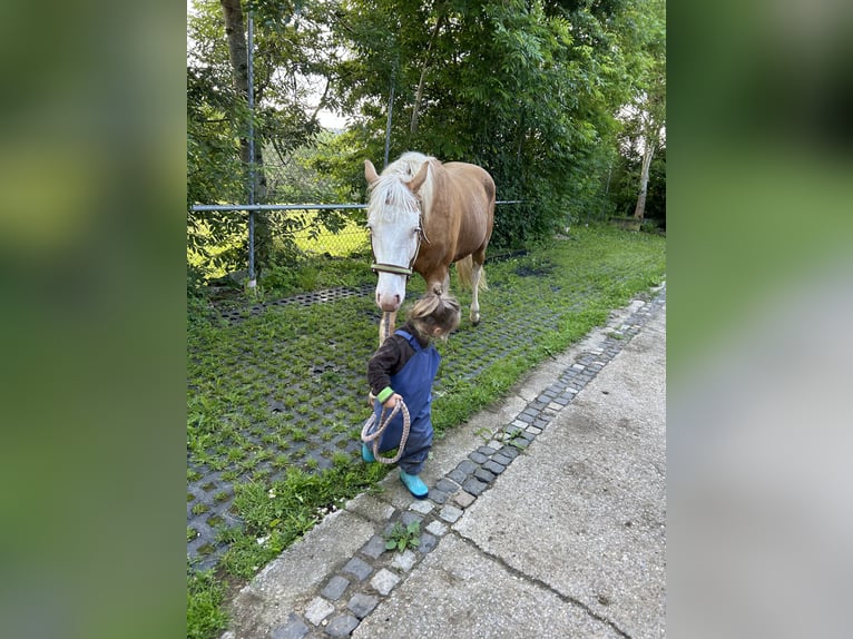 American Quarter Horse Hengst 2 Jaar Palomino in Albstadt