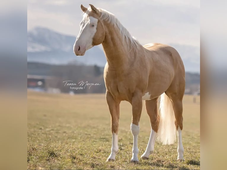 American Quarter Horse Hengst 2 Jaar Palomino in Albstadt