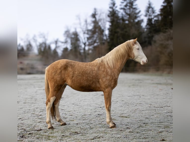 American Quarter Horse Hengst 2 Jaar Palomino in Albstadt