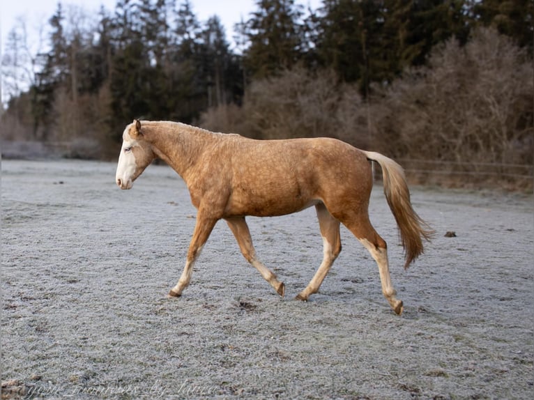 American Quarter Horse Hengst 2 Jaar Palomino in Albstadt