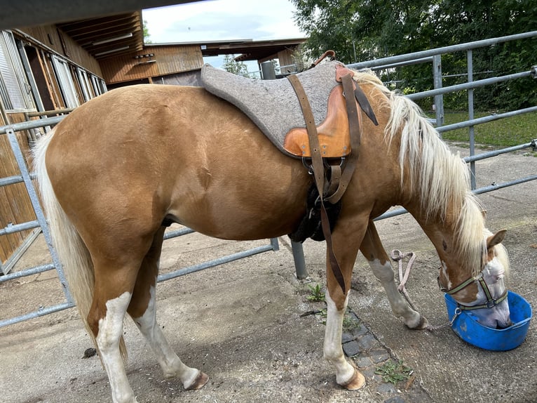 American Quarter Horse Hengst 2 Jaar Palomino in Albstadt