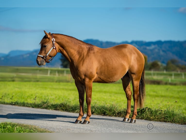 American Quarter Horse Hengst 2 Jaar in Fu&#xDF;ach