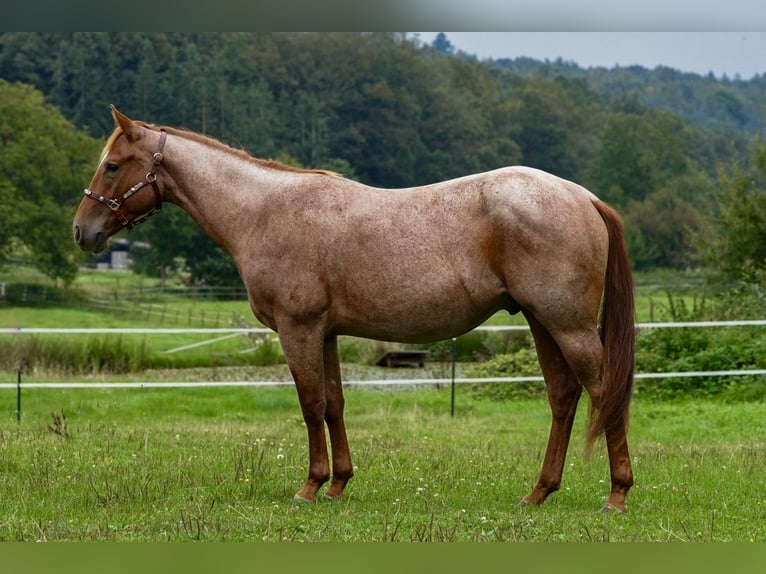 American Quarter Horse Hengst 2 Jaar in Erbach