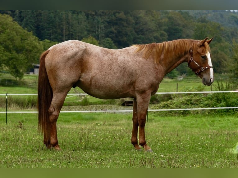 American Quarter Horse Hengst 2 Jaar in Erbach