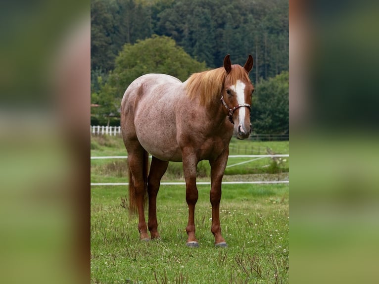 American Quarter Horse Hengst 2 Jaar in Erbach