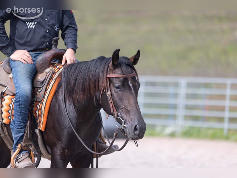 American Quarter Horse Hengst 2 Jaar Roodbruin in Fleetwood