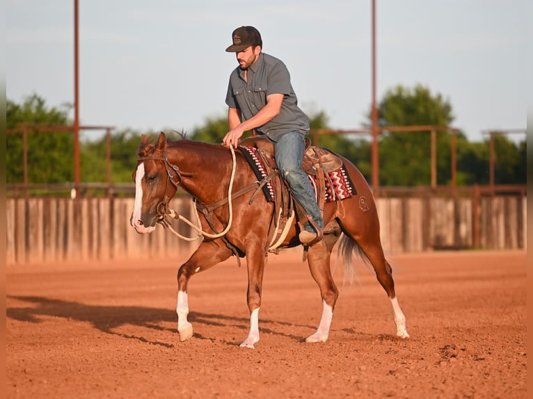 American Quarter Horse Hengst 2 Jaar Roodvos in Waco