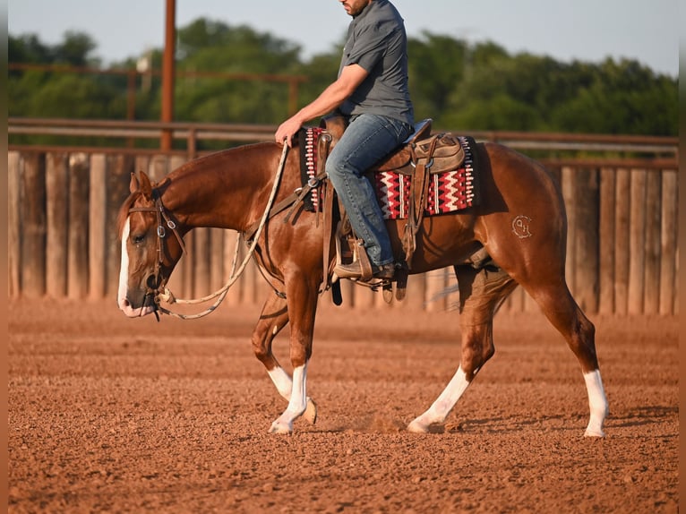 American Quarter Horse Hengst 2 Jaar Roodvos in Waco