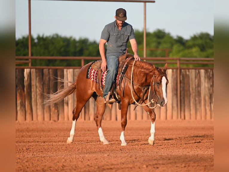 American Quarter Horse Hengst 2 Jaar Roodvos in Waco