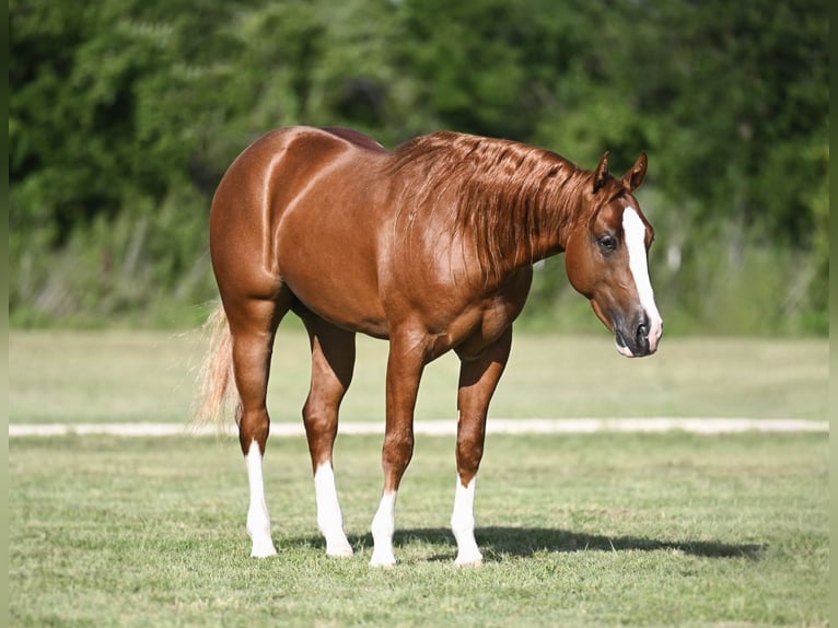 American Quarter Horse Hengst 2 Jaar Roodvos in Waco