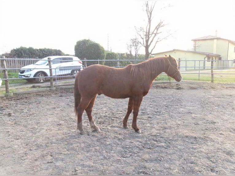 American Quarter Horse Hengst 2 Jaar Vos in Godega Sant'urbano