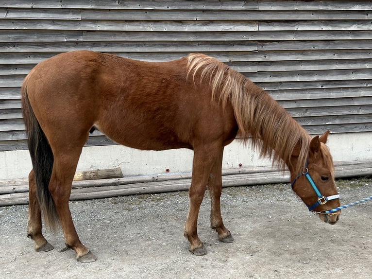 American Quarter Horse Hengst 2 Jaar Vos in Fichtelberg